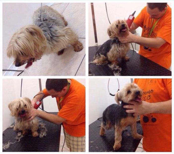 Toelettatura Moderna Roma Est