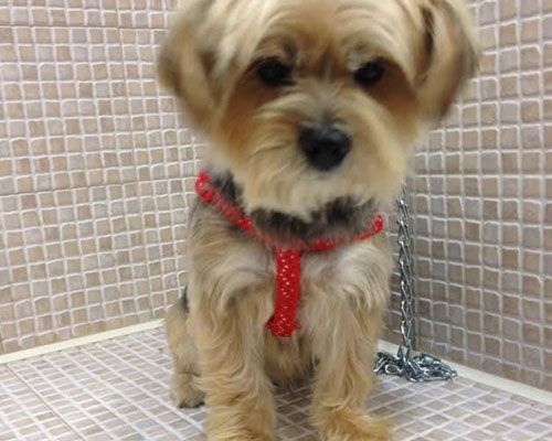 Toelettatura Moderna Roma Est Tommy