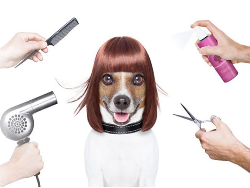 Il Centro Benessere del tuo amico a 4 zampe!