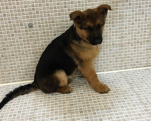 Toelettatura Moderna Roma Est Ares