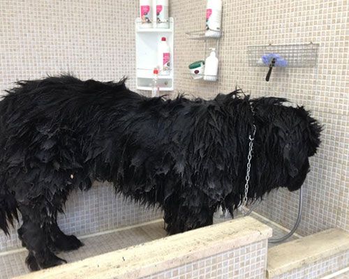 Toelettatura Moderna Roma Est Poldo