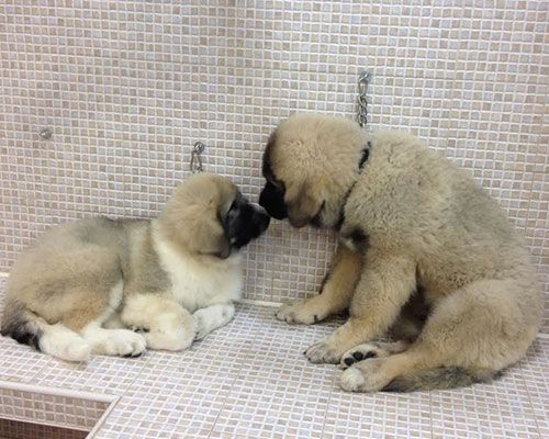 Toelettatura Moderna Roma Est Mia e Otto