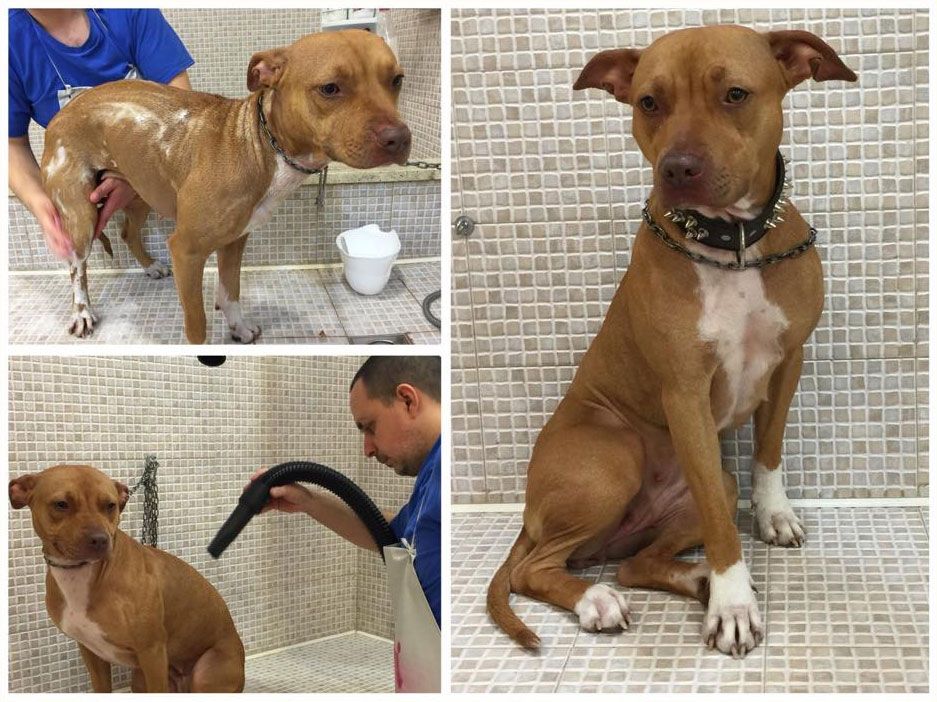 Toelettatura Moderna Roma Est